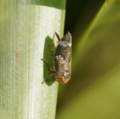 Eurymeloides adspersa