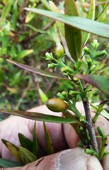 Atkinsonia ligustrina