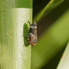 Eurymeloides adspersa