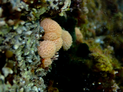 Distaplia occidentalis