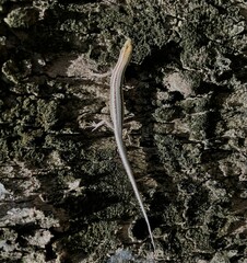 Cryptoblepharus virgatus