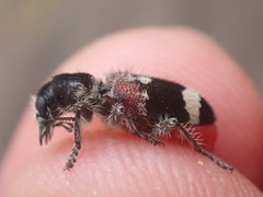 Clerus mutillarius