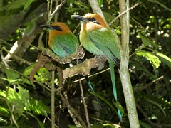 Electron platyrhynchum