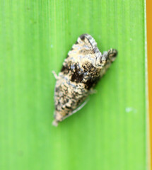 Syricoris lacunana