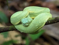 Bothrops bilineatus