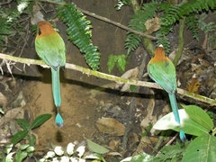 Electron platyrhynchum