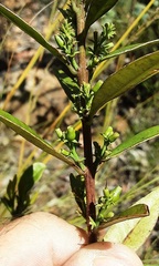 Atkinsonia ligustrina