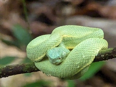 Bothrops bilineatus