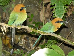 Electron platyrhynchum