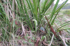 Pterostylis decurva