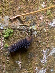 Gymnelia
