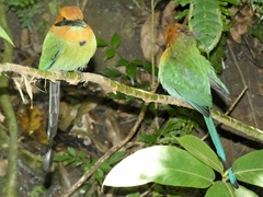 Electron platyrhynchum