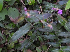 Tradescantia crassifolia