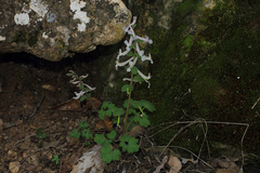 Corydalis integra