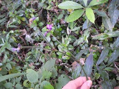 Tradescantia crassifolia