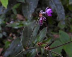 Tradescantia crassifolia
