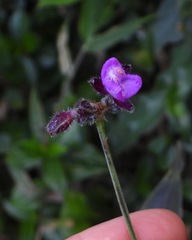 Tradescantia crassifolia