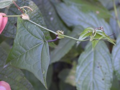 Passiflora eglandulosa image