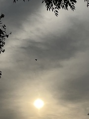 Parabuteo unicinctus