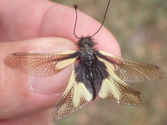 Libelloides coccajus