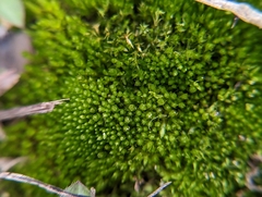 Ptychostomum imbricatulum