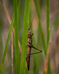 Neoconocephalus melanorhinus