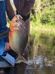 Pygocentrus nattereri