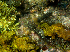 Notolabrus gymnogenis