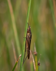 Neoconocephalus melanorhinus