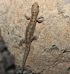Gehyra dubia