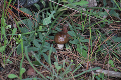 Limacella