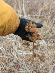 Xanthium strumarium