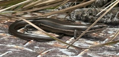 Aspronema dorsivittatum