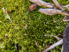 Funaria hygrometrica