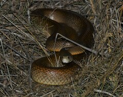 Oxyuranus scutellatus