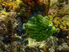 Brachaluteres jacksonianus