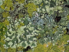 Hyperphyscia adglutinata