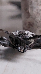 Dryoctenes scrupulosus