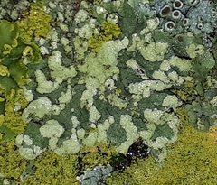 Hyperphyscia adglutinata