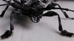Dryoctenes scrupulosus