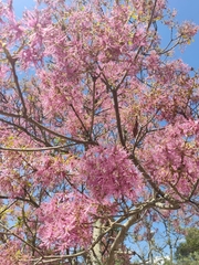 Chionanthus pubescens