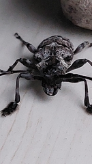 Dryoctenes scrupulosus