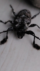 Dryoctenes scrupulosus