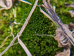 Bryum