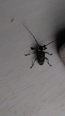 Dryoctenes scrupulosus