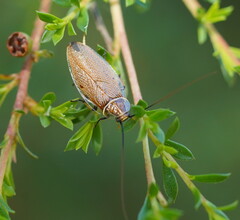 Pseudophyllodromiinae