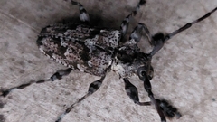 Dryoctenes scrupulosus