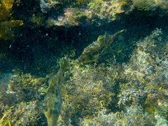Scobinichthys granulatus