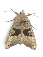 Phlogophora periculosa