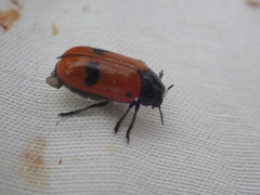 Clytra